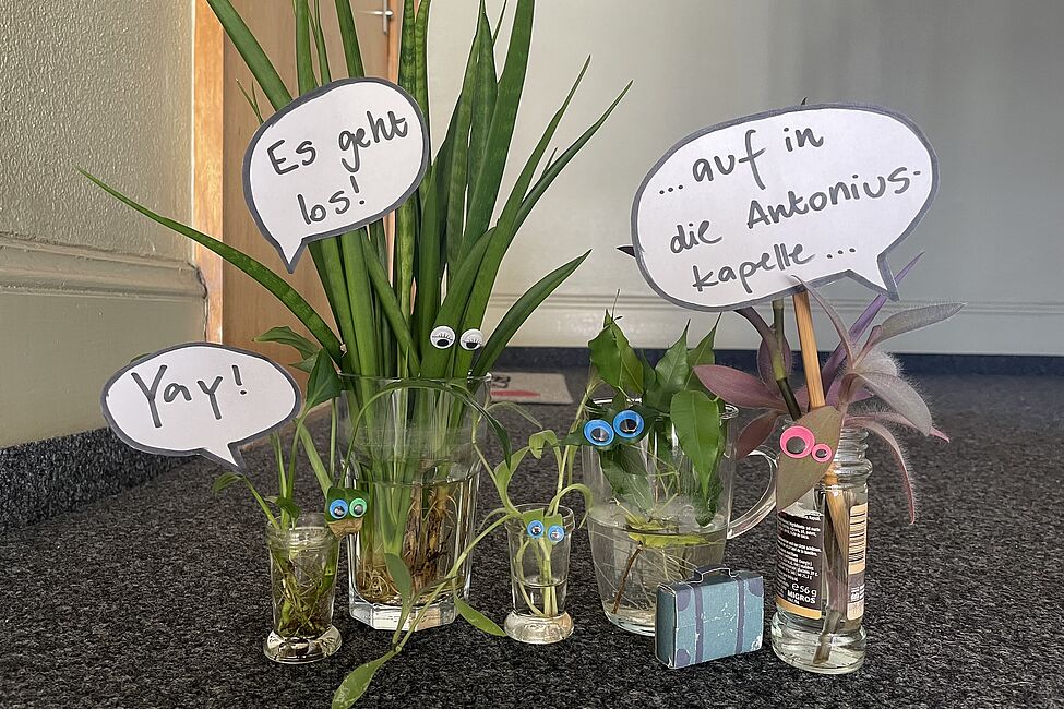 Zimmerpflanzen tauschen 