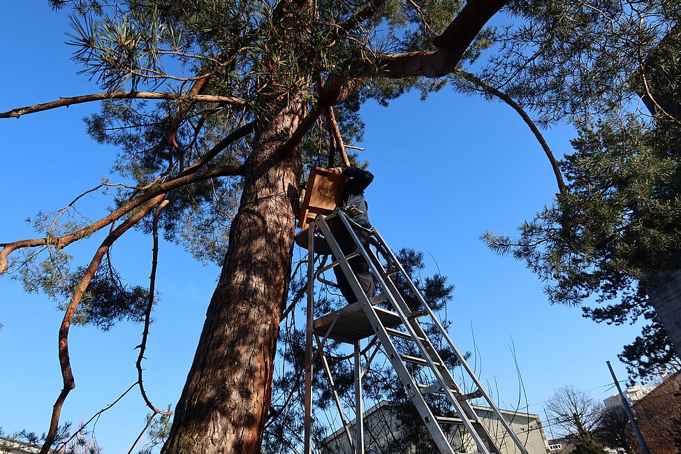 Unterschlupf für Fledermäuse