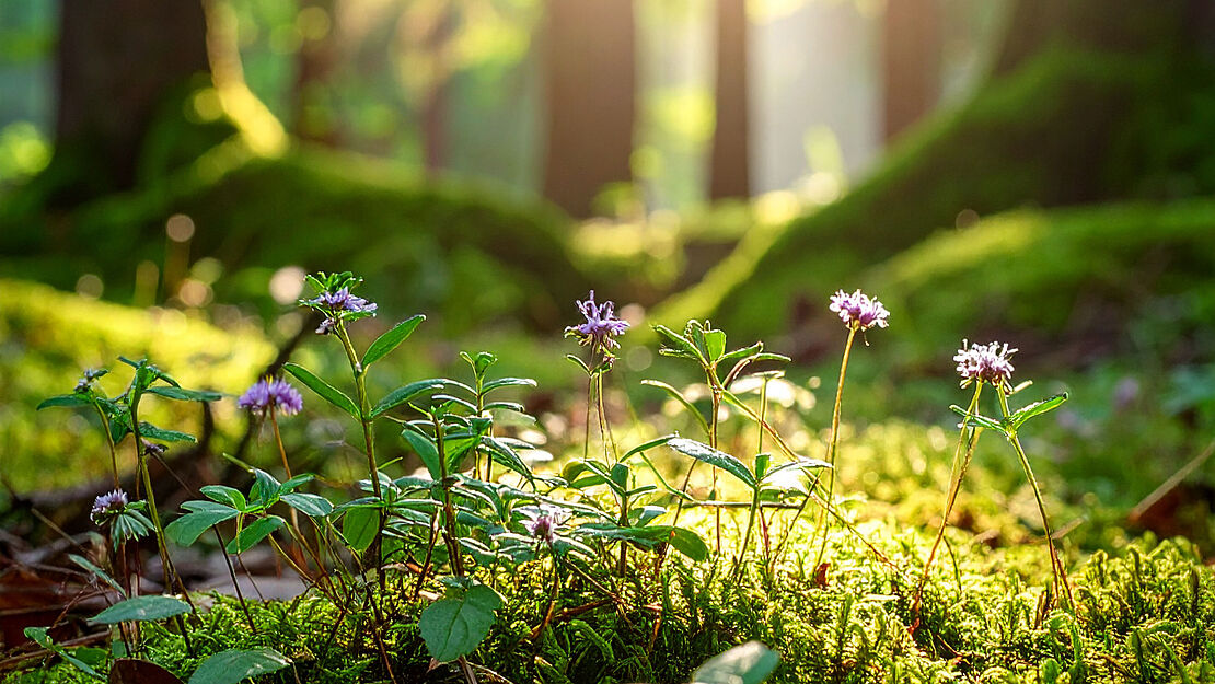 Wildkräuterspaziergang im Meggerwald