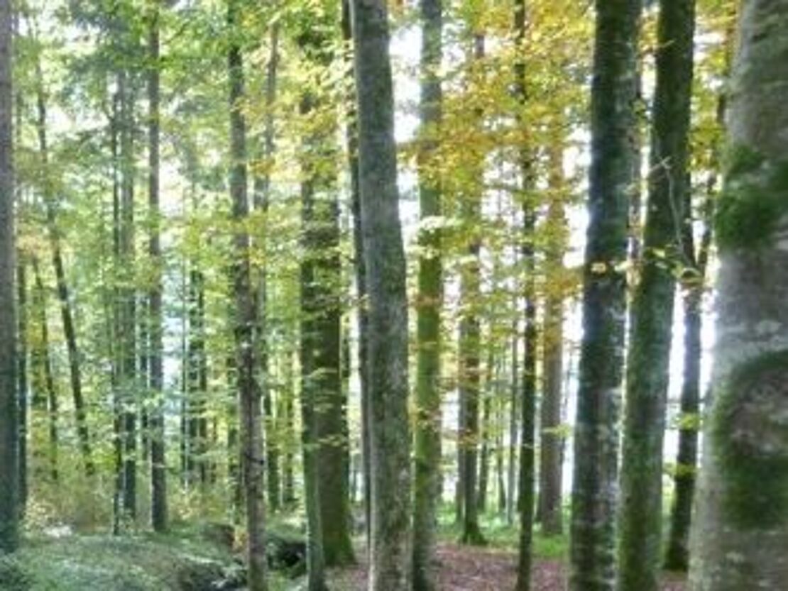 ELKI-Waldgeschichten-Nachmittag