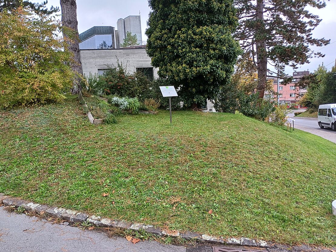 Sommerwettbewerb im Quartiergarten Michael