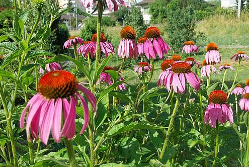 Juni – Beginn des Sommers