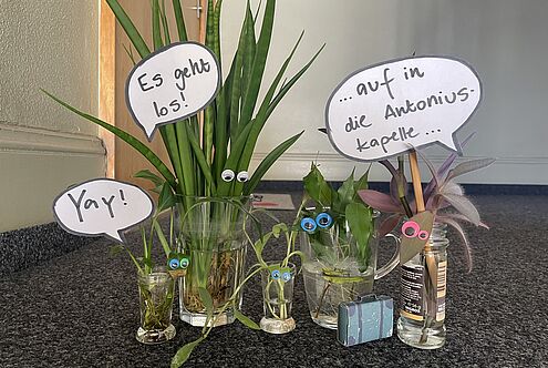 Zimmerpflanzen tauschen